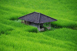 JATILUWIH RICE TERRACE 9