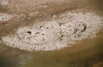 NZ11