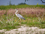 P1422842