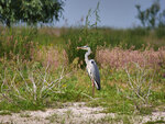 P1422853