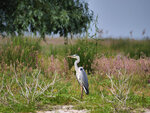 P1422854