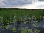 P1444346