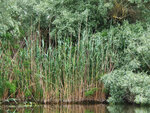 P1444364