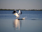 P1455970