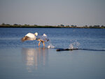 P1455974