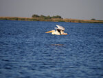 P1466096