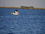P1466098
