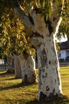 DSC09885