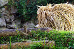 IMG_0051