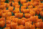IMG_8771