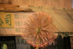 IMG_9916