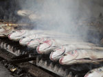 GRILLED FISH LUNCH 1