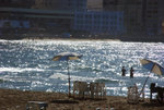 ALEXANDRIA 1