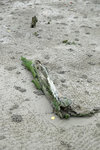 DSCF2671