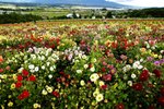 FURANO1