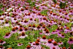 FURANO14