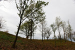 HLK_0553