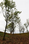 HLK_0554