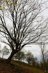 HLK_0559