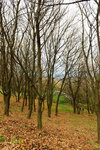 HLK_0560