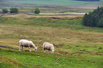 P1188678