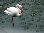 JURONG BIRD PARK 15