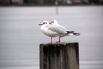 IMGP4475