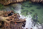 Hot Spring Waterfall & Emerald Pool 6