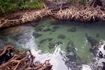 Hot Spring Waterfall & Emerald Pool 7