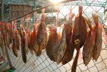 LAMMA ISLAND 8