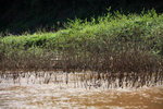 MEKONG RIVER_1