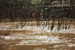 MEKONG RIVER_2