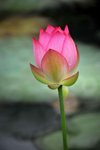 HKL_0113
