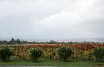 DSC07395
