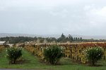 DSC07396