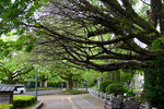 DSCF9940
