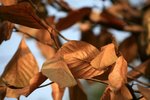 IMG_4718
