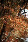 IMG_4737