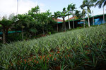 DSC00613