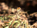 IMG_1245