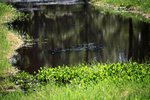 IMG_1284