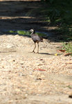 IMG_1342