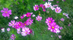 IMAG0567