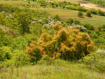 P1466783
