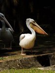 10-BIRD PARK.JPG