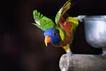 13-BIRD PARK.JPG