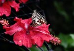 15A-BUTTERFLY FARM.JPG