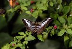 15B-BUTTERFLY FARM.JPG