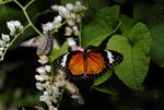 15C-BUTTERFLY FARM.JPG