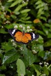 15D-BUTTERFLY FARM.JPG